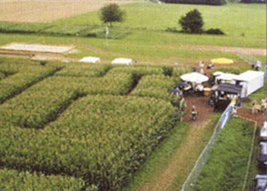 Maislabyrinth